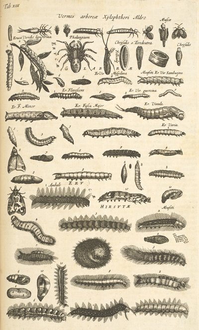 Zakładka XIX, Gąsienice, Ilustracja z „Historia naturalna czworonogów” autorstwa Mattaus the Younger Merian