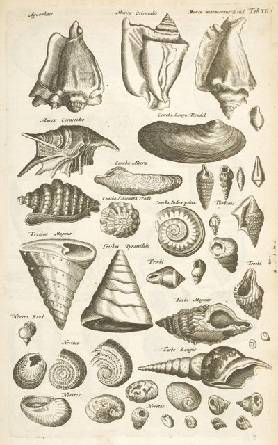 Zakładka XI, Różne muszle, ilustracja z „Naturalnej historii czworonogów” autorstwa Mattaus the Younger Merian