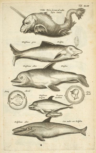 Zakładka 43, Delfiny, Ilustracja z „Naturalnej historii czworonogów” autorstwa Mattaus the Younger Merian