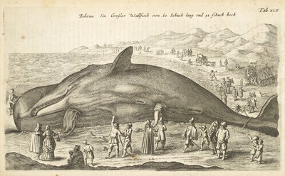 Tab XLII, Wieloryb, ilustracja z „Historiæ naturalus de quadrupetebus” autorstwa Mattaus the Younger Merian
