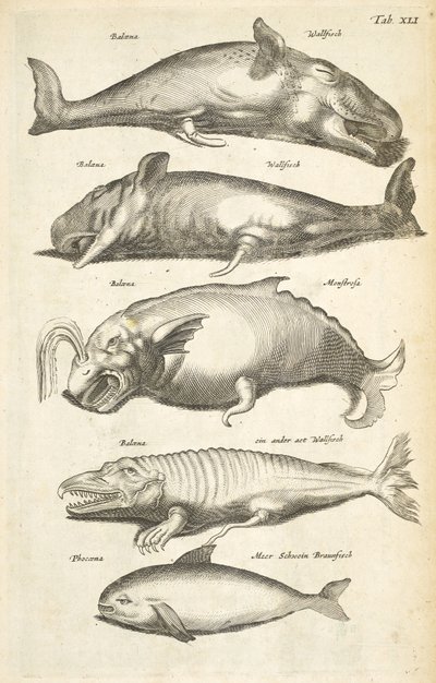 Tab XLI, Wieloryby, Ilustracja z „Historiæ naturale de quadrupetibus” autorstwa Mattaus the Younger Merian