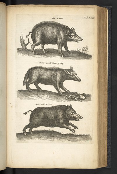 Tab 48, Dzik, Ilustracja z „Historiæ naturalus de quadrupetebus” autorstwa Mattaus the Younger Merian