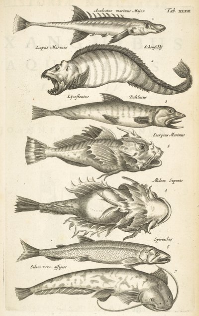 Tab 47, Gatunki ryb, Ilustracja z „Historii naturalnej czworonogów” autorstwa Mattaus the Younger Merian