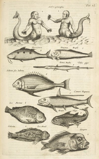 Tab. 40, Antropomorfy; Syrena; Syrena; Tropikalna ryba, ilustracja z „Historii naturalnej czworonogów” autorstwa Mattaus the Younger Merian