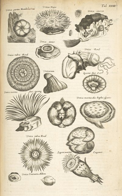 Tab. XVIII, Życie morskie, Ilustracja z „Historii naturalnej czworonogów”, tom 2 autorstwa Mattaus the Younger Merian