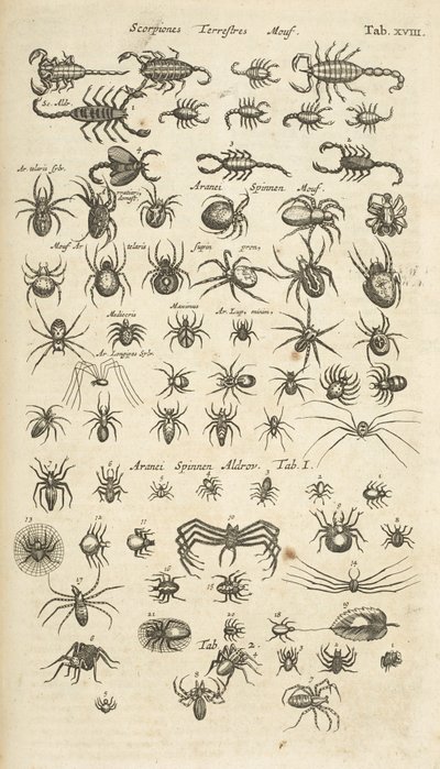 Tab. XVIII, Ziemskie Skorpiony i Pajęczaki, Ilustracja z 