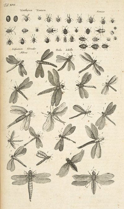 Tab. XVII, Ważki, Ilustracja z „Historii naturalnej czworonogów” autorstwa Mattaus the Younger Merian