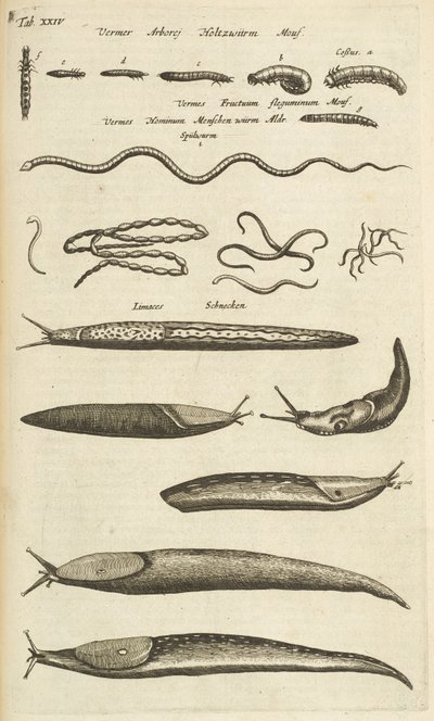 Zakładka XXIV, Ślimaki i robaki, Ilustracja z „Naturalnej historii czworonogów” autorstwa Mattaus the Younger Merian