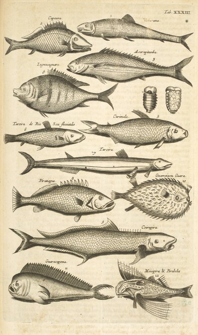 Patka. 33, Kolczatka, ilustracja z „Historii naturalnej czworonogów” autorstwa Mattaus the Younger Merian