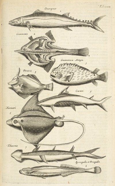 Zakładka XXXIX, Gatunki ryb, ilustracja z „Historii naturalnej czworonogów” autorstwa Mattaus the Younger Merian