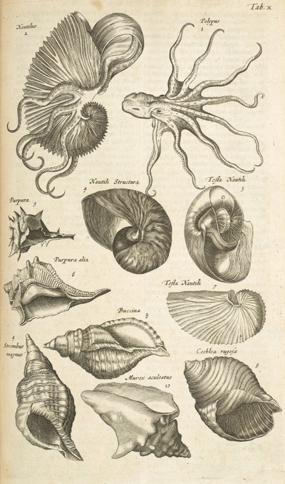 Tab X, muszle Octopus i Nautilus, ilustracja z 