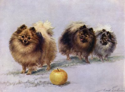 Trzy z Mrs Hall Walkers Champion Pomorzan autorstwa Maud Earl
