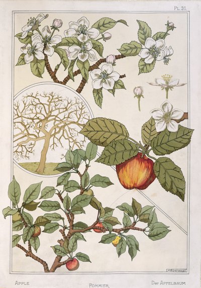 Jabłoń, owoce i kwiaty, z Encyclopédie Botanique, ok. 1900 (kolor lito) autorstwa Maurice Pillard Verneuil