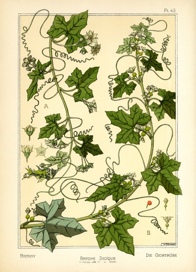 Bryony (kolor lito) autorstwa Maurice Pillard Verneuil
