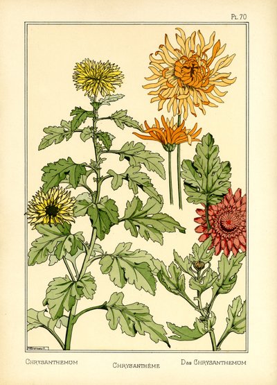 Chryzantema (kolor lito) autorstwa Maurice Pillard Verneuil
