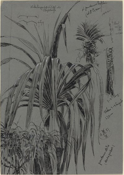 Badania Screwpines z Madagaskaru autorstwa Max Seliger