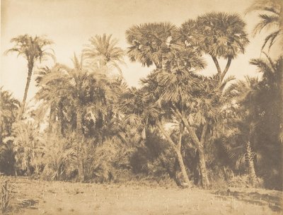 Drzewo palm daktylowych i Doums, w Hamarneh, 1849-50. autorstwa Maxime Du Camp