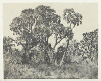 Palmy Doums, Górny Egipt, 184951, druk 1852. autorstwa Maxime Du Camp