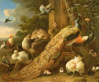 Paw, papuga długoogonowa, pelikan, żuraw i drób autorstwa Melchior de Hondecoeter