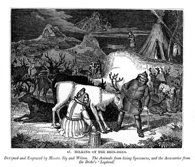 Dojenie renifera, 1843 autorstwa Messrs Sly and Wilson