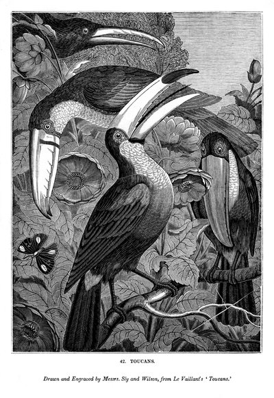 Tukany, c1770-1820 1843 autorstwa Messrs Sly and Wilson