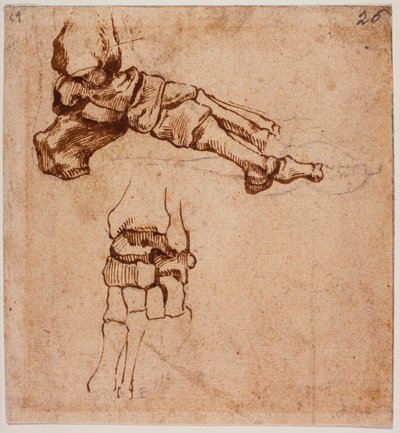 Anatomiczne badanie stóp autorstwa Michelangelo (after) Buonarroti