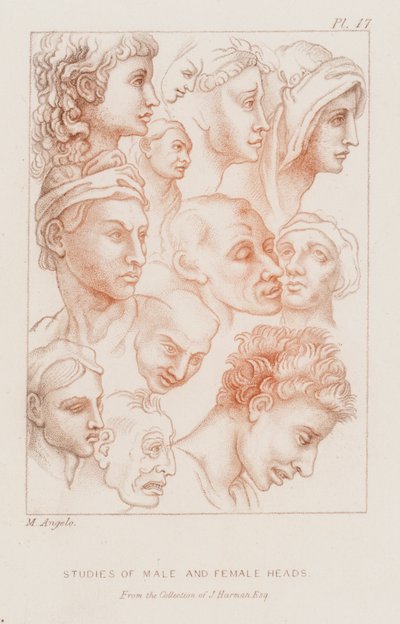 Badania głów męskich i żeńskich (akwaforta) autorstwa Michelangelo (after) Buonarroti