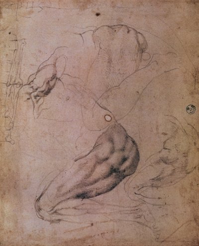 Sufit Kaplicy Sykstyńskiej (1508-12): szkice postaci Ewy ze sceny Grzechu Pierworodnego (węgiel na papierze) autorstwa Michelangelo Buonarroti