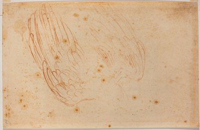 Szkic orła autorstwa Michelangelo Buonarroti