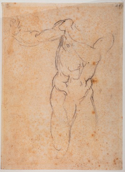 Studium dla Adama z "Wygnania z Pardiso" w Kaplicy Sykstyńskiej autorstwa Michelangelo Buonarroti