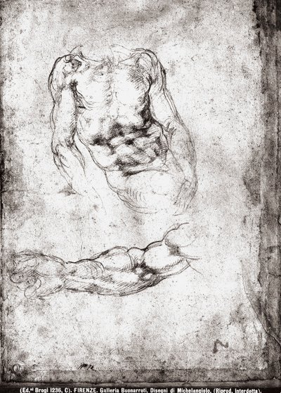 Badanie męskiego tułowia i ramienia autorstwa Michelangelo Buonarroti