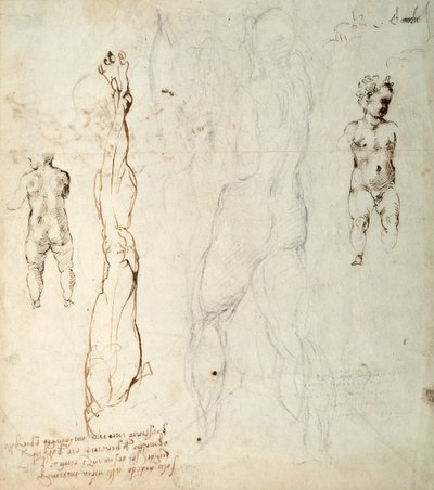 Studium Dzieciątka Jezus i rysunek anatomiczny z notatkami (czarna kreda i brązowy tusz na papierze) (verso) autorstwa Michelangelo Buonarroti
