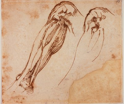Badania dwóch nóg autorstwa Michelangelo Buonarroti