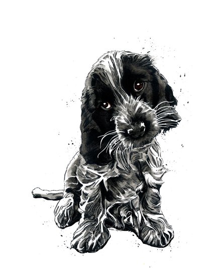 Rosie Cocker Spaniel na Białym, 2019 autorstwa Mike Davis