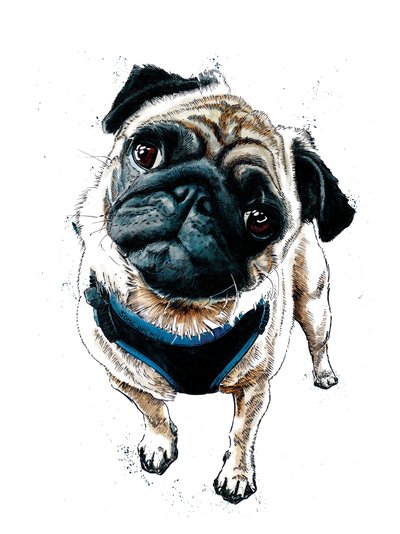Miś Mops na Białym, 2019 autorstwa Mike Davis