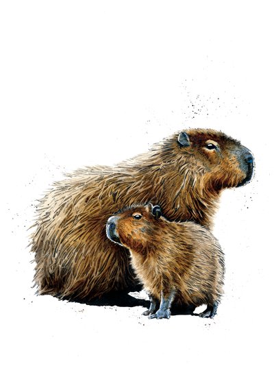 Kapibary na białym, 2019 autorstwa Mike Davis