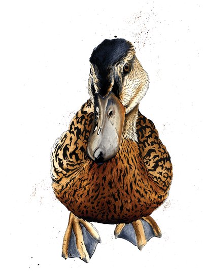 Kaczka na białym, 2019 autorstwa Mike Davis