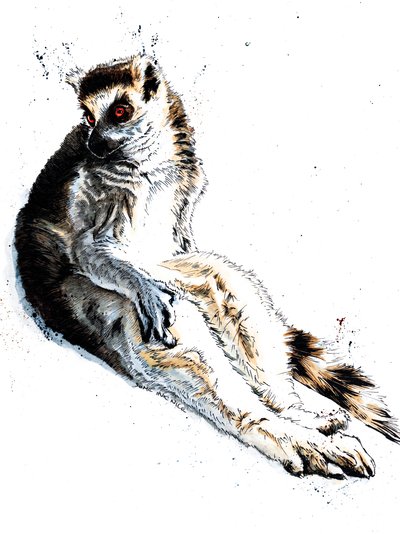 Lemurkowy lemur na białym, 2020 autorstwa Mike Davis