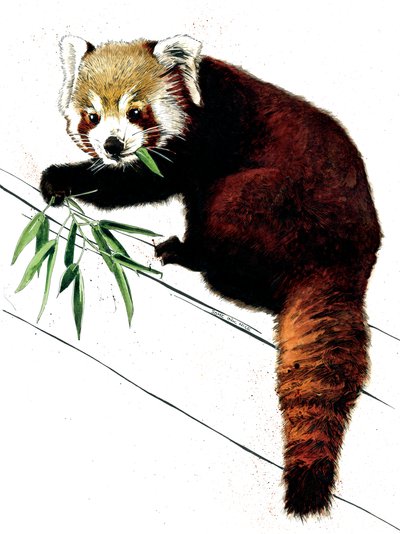 Czerwona panda na białym, 2020 autorstwa Mike Davis