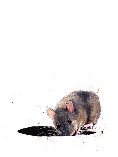 Woodmouse na białym, 2019 autorstwa Mike Davis