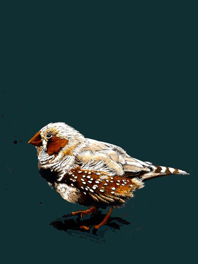 Zebrafinch na Deep Cyan, 2020 autorstwa Mike Davis