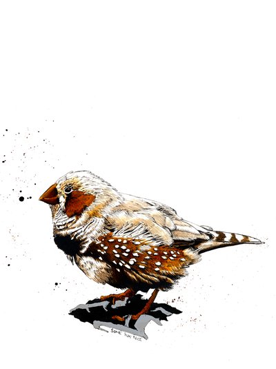Zebrafinch na białym, 2019 autorstwa Mike Davis