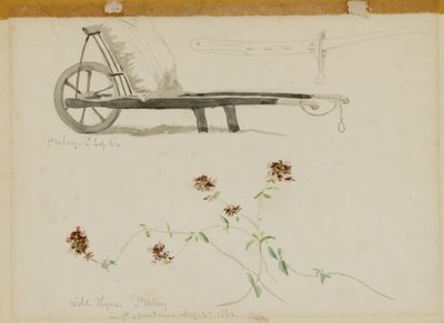 St. Valery-Blow-Wild Thyme autorstwa Miner Kilbourne Kellogg