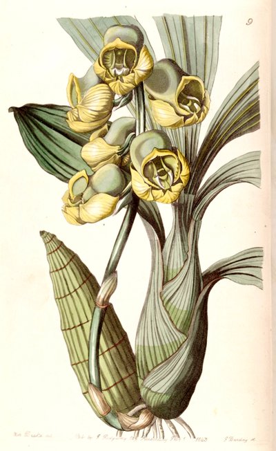 Catasetum planiceps autorstwa Miss Drake