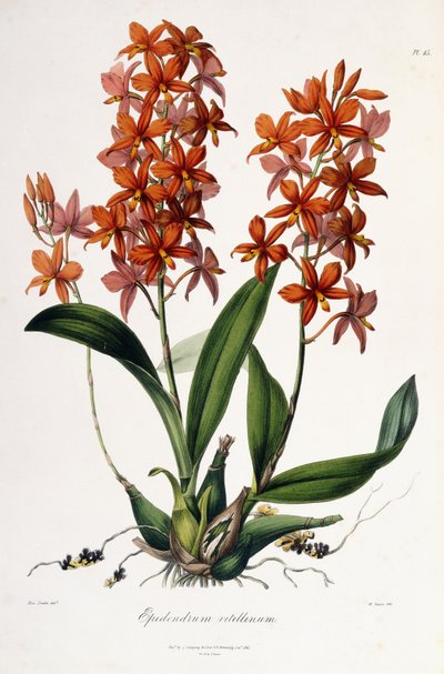 Epidendrum Vitellinus, ok. 1837-41 autorstwa Miss Drake
