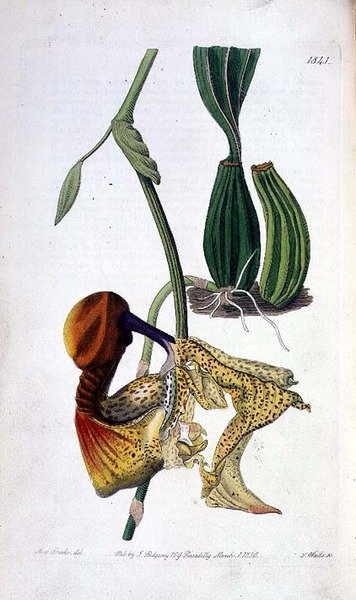 Orchidea: Laelia autumnalis, wyd. I. Ridgway autorstwa Miss Drake