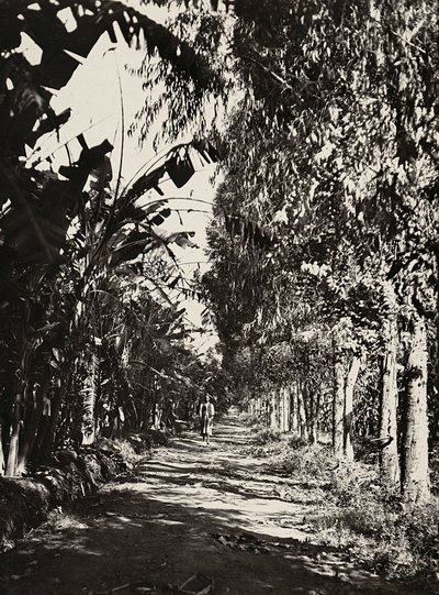 Budowanie imperium w epoce faszystowskiej: gaj owocowy w Cheren, 09.05.1936 (zdjęcie czarno-białe) autorstwa Modestino Baldinetti