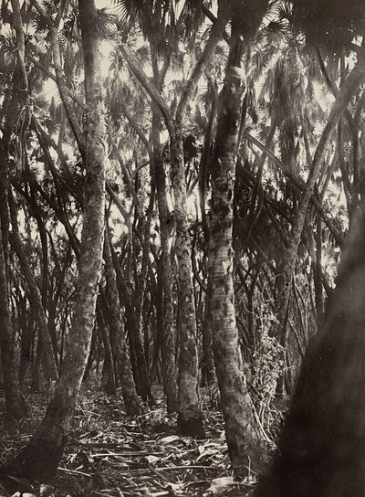 „Budowanie imperium” w epoce faszystowskiej: gaj palm Dum, 09.05.1936 (zdjęcie czarno-białe) autorstwa Modestino Baldinetti
