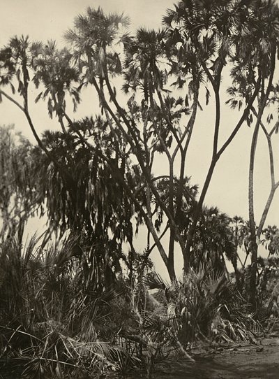 „Budowanie imperium” w epoce faszystowskiej: gaj palm Dum, 09.05.1936 (zdjęcie czarno-białe) autorstwa Modestino Baldinetti