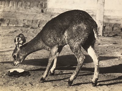 „Budowanie imperium” w epoce faszystowskiej: antylopa, 9.05.1936 (zdjęcie czarno-białe) autorstwa Modestino Baldinetti